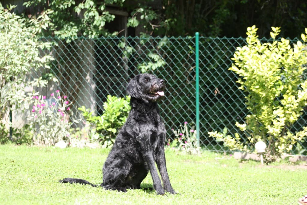 Schwarzer Hund sitzt aufmerksam im Garten