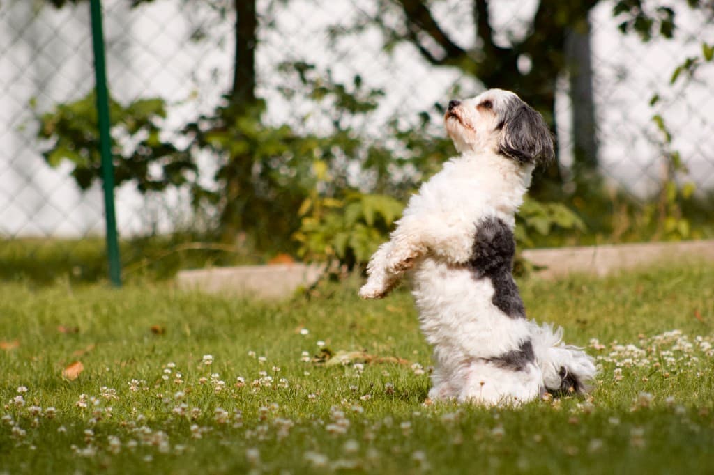 Kleiner schwarz-weißer Hund macht Männchen auf der Wiese