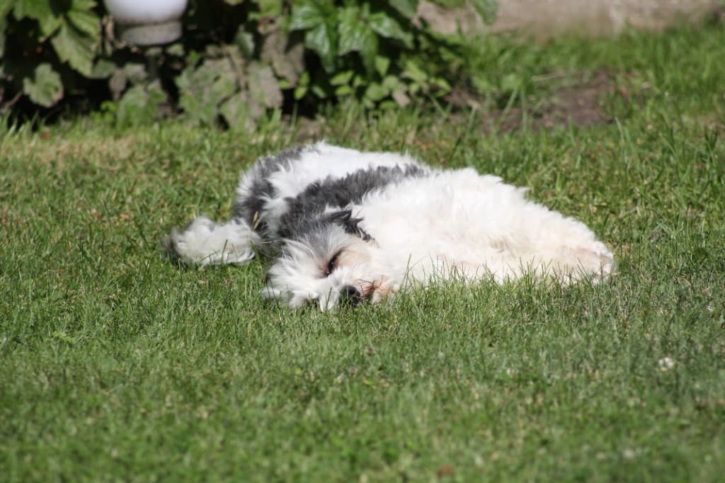 Kleiner schwarz-weißer Hund schläft entspannt im Gras