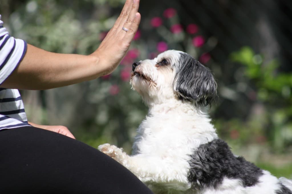 Hund und Trainerin beim High-Five im Garten